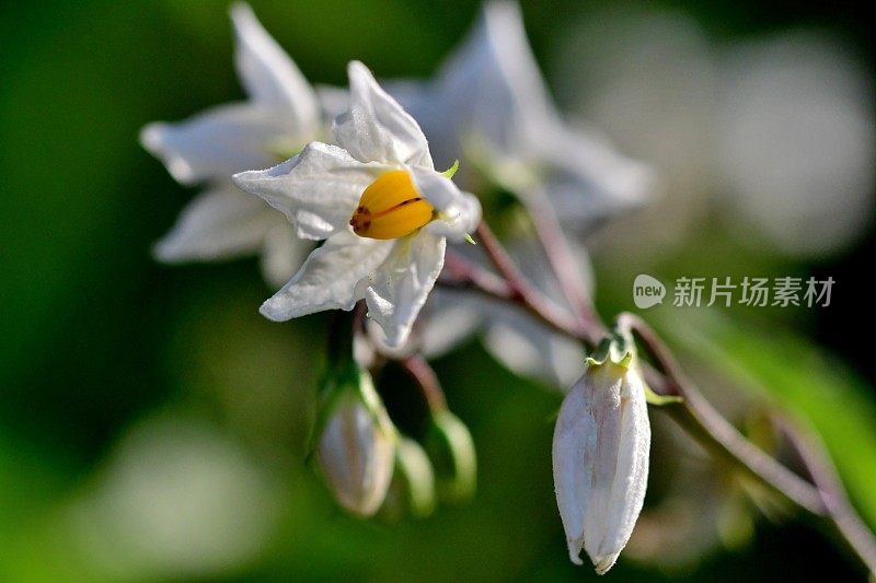 Solanum carolinense/卡罗莱纳马甲/魔鬼番茄